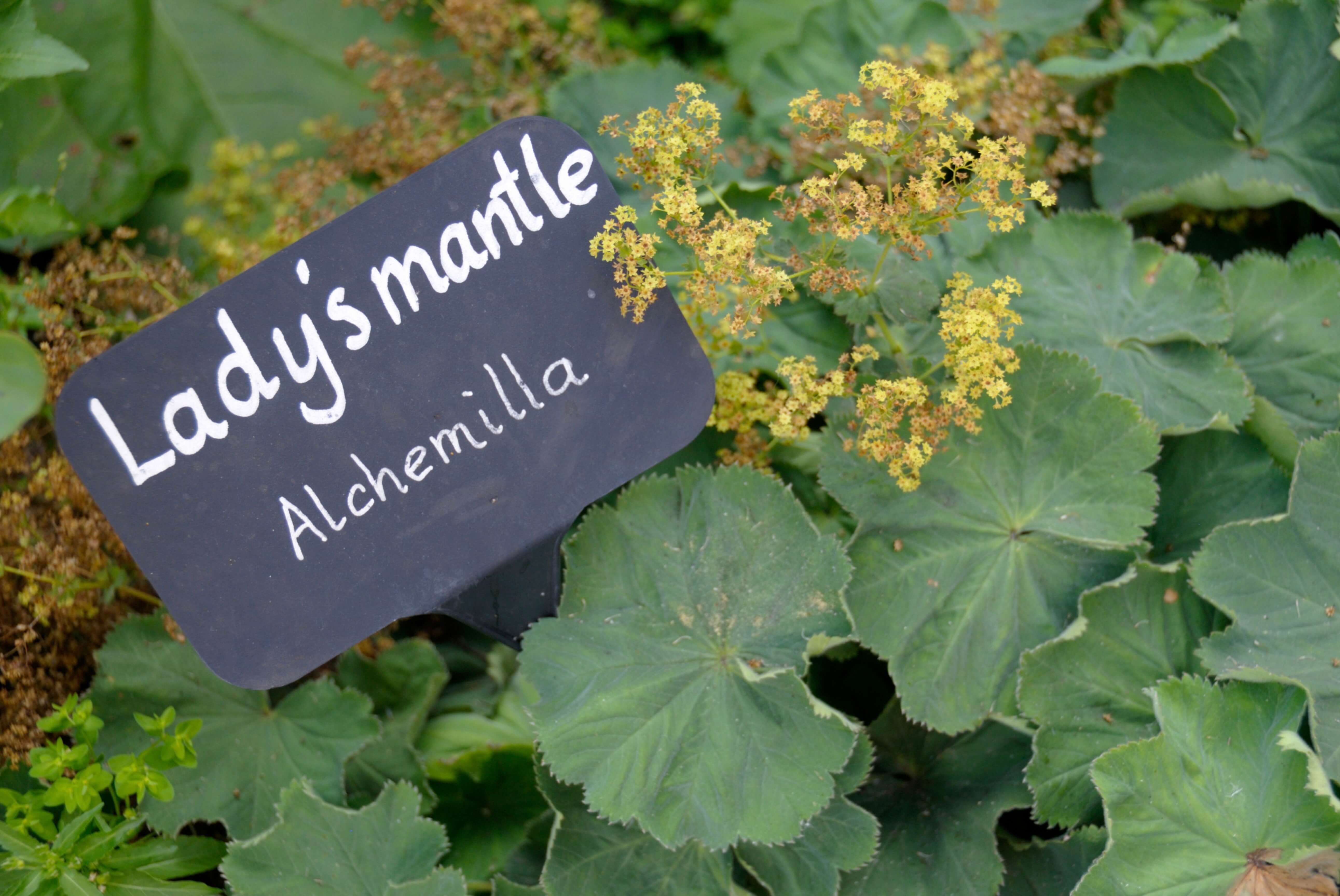 Lady’s mantle